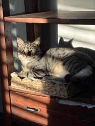 Lost Male Cat last seen Via Havarre , Merritt Island, FL 32953