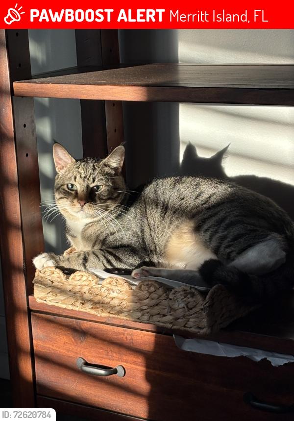 Lost Male Cat last seen Via Havarre , Merritt Island, FL 32953