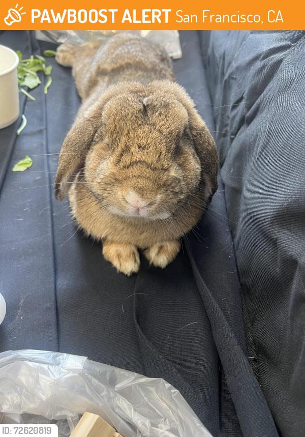 Found/Stray Unknown Rabbit last seen Near Skyline Blvd., San Francisco, CA 94132