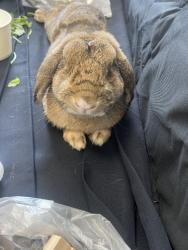Found/Stray Unknown Rabbit last seen Near Skyline Blvd., San Francisco, CA 94132