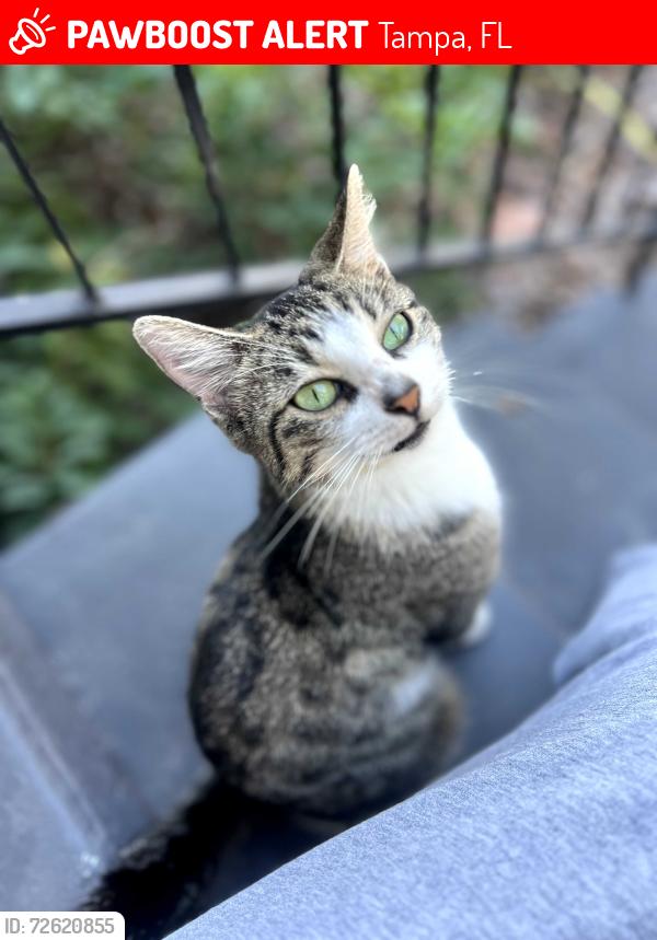 Lost Female Cat last seen Petsmart, Tampa, FL 33607