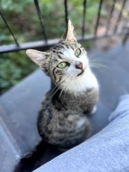Lost Female Cat last seen Petsmart, Tampa, FL 33607