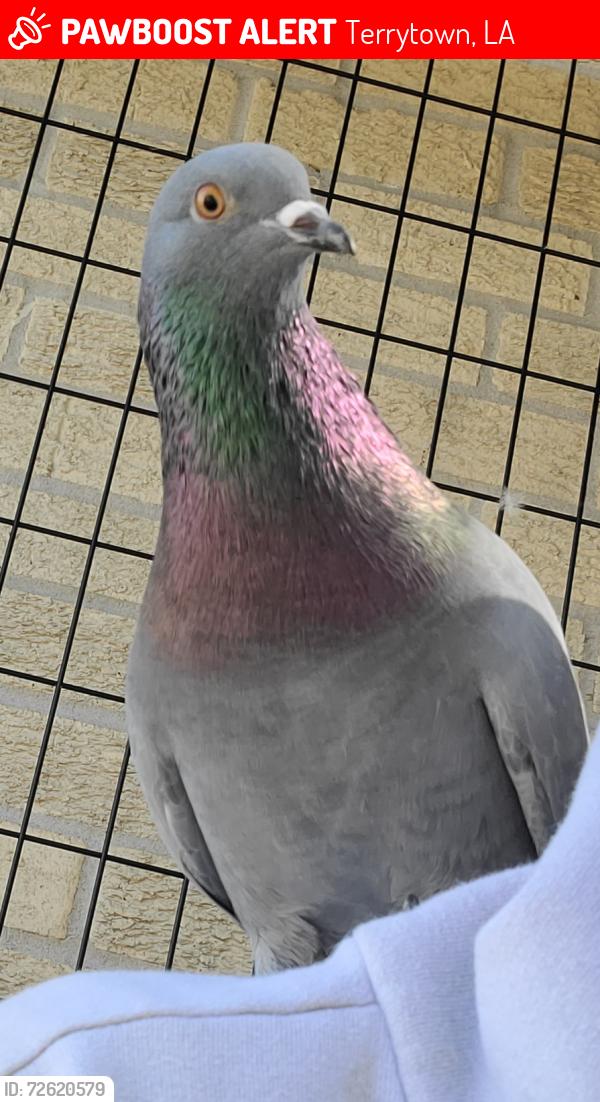 Lost Male Bird last seen Carol Sue & Berhman Highway, Terrytown, LA 70056