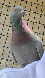 Lost Male Bird last seen Carol Sue & Berhman Highway, Terrytown, LA 70056