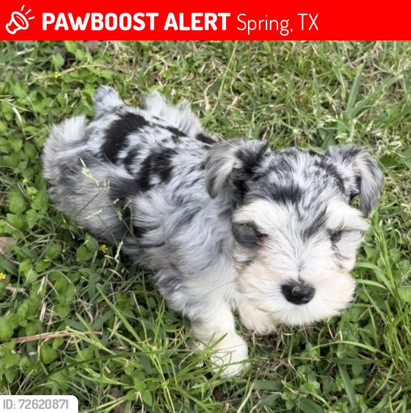 Lost Male Dog last seen lexington park dr, Spring, TX 77373