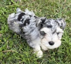 Lost Male Dog last seen lexington park dr, Spring, TX 77373