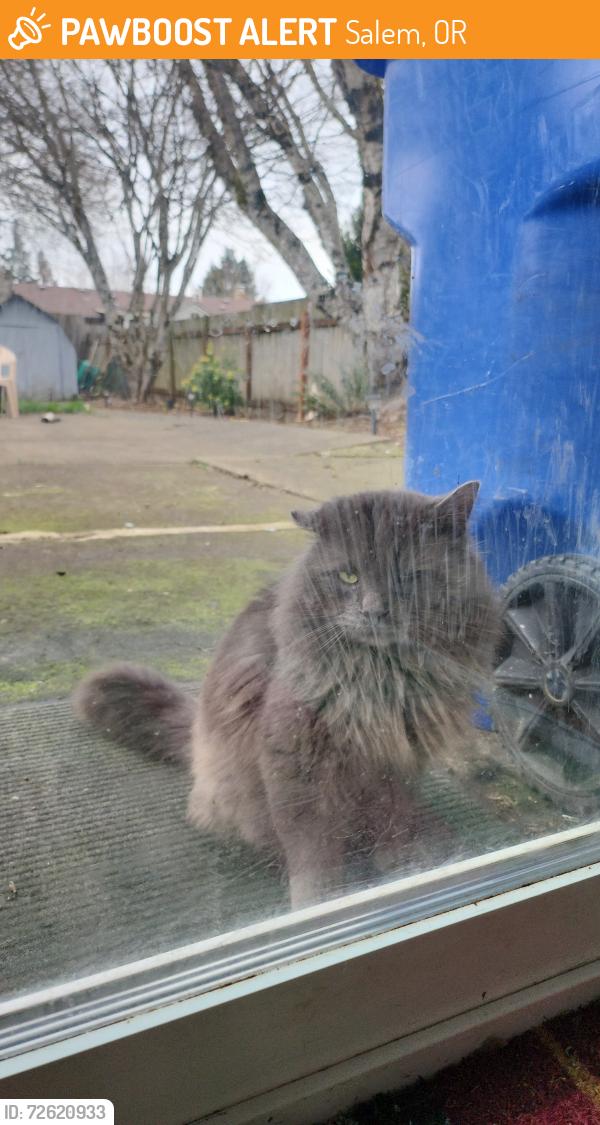 Found/Stray Unknown Cat last seen Chemeka Community College , Salem, OR 97305