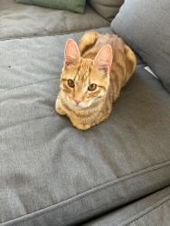 Found/Stray Male Cat last seen Kennesaw drive , Thomaston, GA 30286