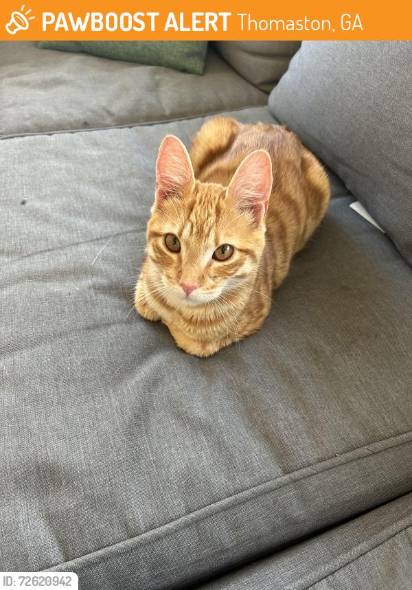Found/Stray Male Cat last seen Kennesaw drive , Thomaston, GA 30286