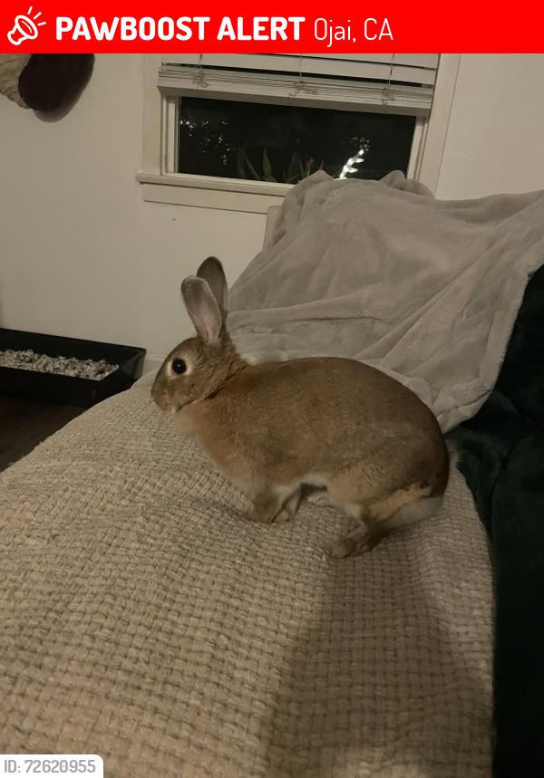 Lost Female Rabbit last seen Canâda & Blanche , Ojai, CA 93023