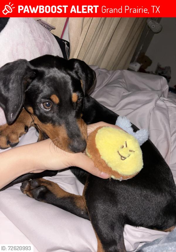 Lost Female Dog last seen People told me they seen her by the Grand Prairie memorial garden but I couldn’t find her, Grand Prairie, TX 75050