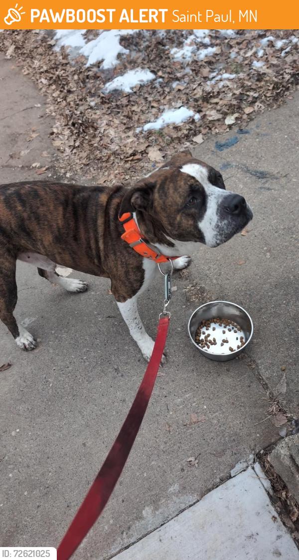 Found/Stray Male Dog last seen Upper Swede Hollow Park, St Paul MN, Saint Paul, MN 55106