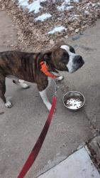 Found/Stray Male Dog last seen Upper Swede Hollow Park, St Paul MN, Saint Paul, MN 55106