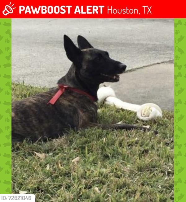Lost Female Dog last seen Near beverly hill street houston texas 77057, Houston, TX 77057