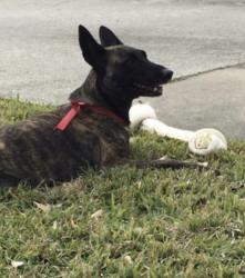 Lost Female Dog last seen Near beverly hill street houston texas 77057, Houston, TX 77057