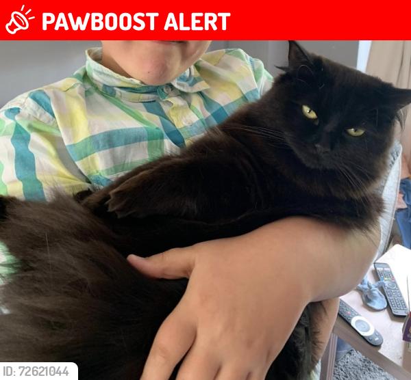 Lost Female Cat last seen Cyril Cowley Close, Great Oldbury GL10 3WL, Gloucestershire, England GL10