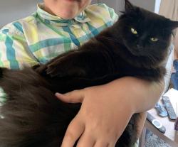 Lost Female Cat last seen Cyril Cowley Close, Great Oldbury GL10 3WL , Gloucestershire, England GL10