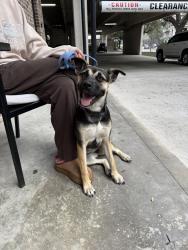 Found/Stray Female Dog last seen Valero at Gvine St. and S Post Oak Rd., Houston, TX 77045