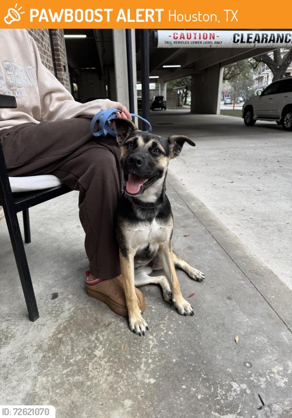 Found/Stray Female Dog last seen Valero at Gvine St. and S Post Oak Rd., Houston, TX 77045