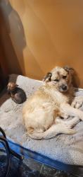 Lost Male Dog last seen West rd , Houston, TX 77060