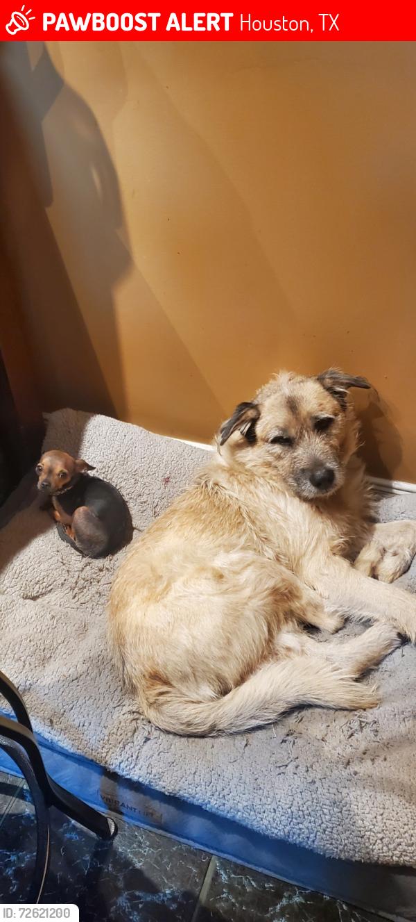 Lost Male Dog last seen West rd , Houston, TX 77060