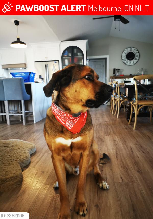 Lost Male Dog last seen Corn fields and a new traffic light intersection. , Melbourne, ON N0L 1T0