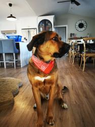Lost Male Dog last seen Corn fields and a new traffic light intersection. , Melbourne, ON N0L 1T0