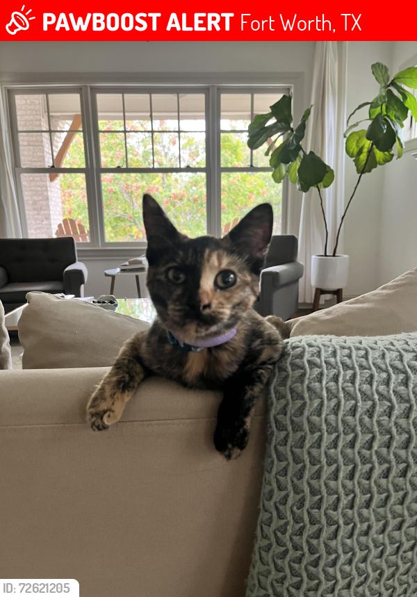 Lost Unknown Cat last seen Thomas Place Community Center, Fort Worth, TX 76107