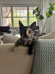 Lost Unknown Cat last seen Thomas Place Community Center, Fort Worth, TX 76107