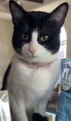 Lost Male Cat last seen Nolana , Pharr, TX 78577