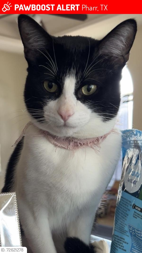 Lost Male Cat last seen Nolana , Pharr, TX 78577