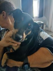 Found/Stray Male Dog last seen Stanislaus, Stockton, CA 95205
