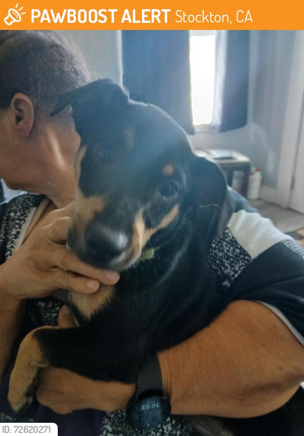 Found/Stray Male Dog last seen Stanislaus, Stockton, CA 95205
