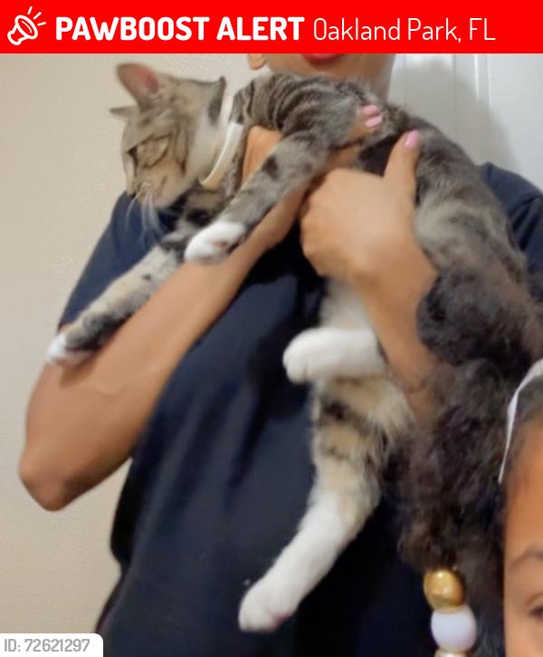 Lost Male Cat last seen 43rd street and 5th ave, Oakland Park, FL 33309