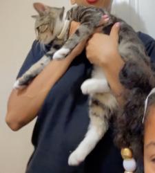 Lost Male Cat last seen 43rd street and 5th ave, Oakland Park, FL 33309