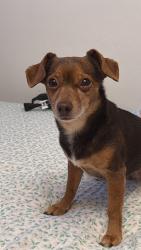 Lost Female Dog last seen Philadelphia Dr, Dayton, OH 45406