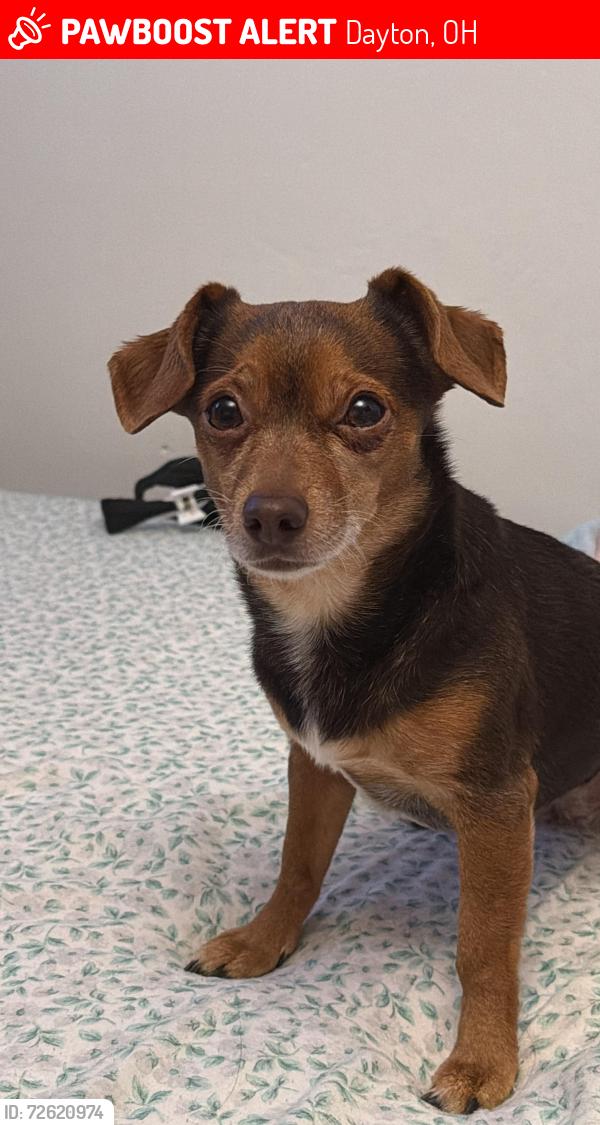 Lost Female Dog last seen Philadelphia Dr, Dayton, OH 45406