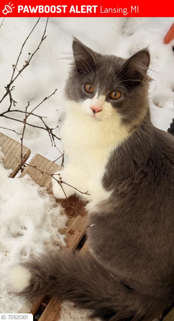 Lost Male Cat last seen Colonial Village , Lansing, MI 48910
