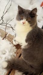 Lost Male Cat last seen Colonial Village , Lansing, MI 48910