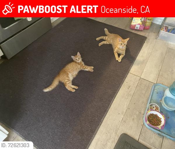 Lost Female Cat last seen Rancho, Del Ora, and 78 between college and El Camino Oceanside, Oceanside, CA 92056