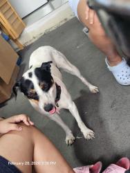 Found/Stray Male Dog last seen Near sw 283 st, Homestead, FL 33033