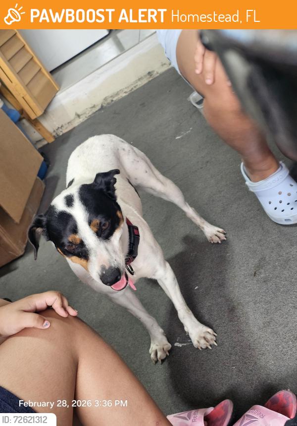 Found/Stray Male Dog last seen Near sw 283 st, Homestead, FL 33033