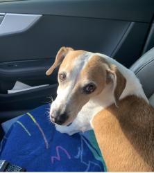Lost Male Dog last seen St Cloud, San Antonio, TX 78228