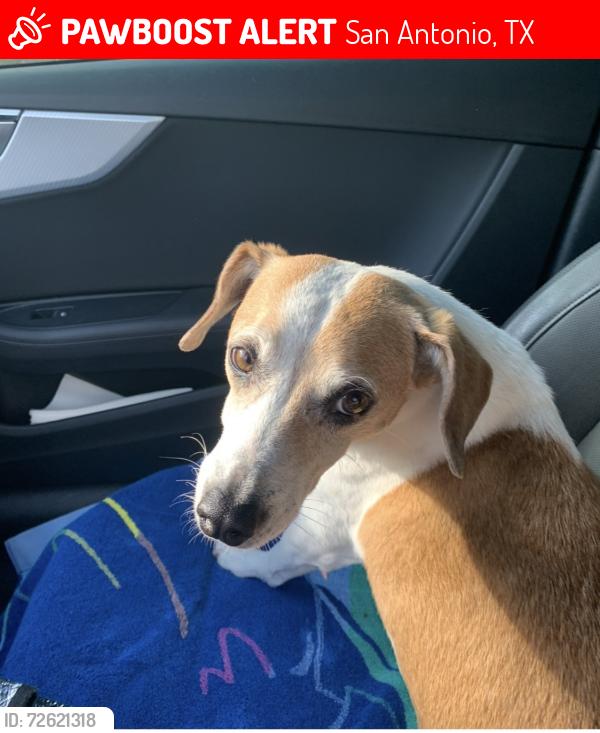 Lost Male Dog last seen St Cloud, San Antonio, TX 78228