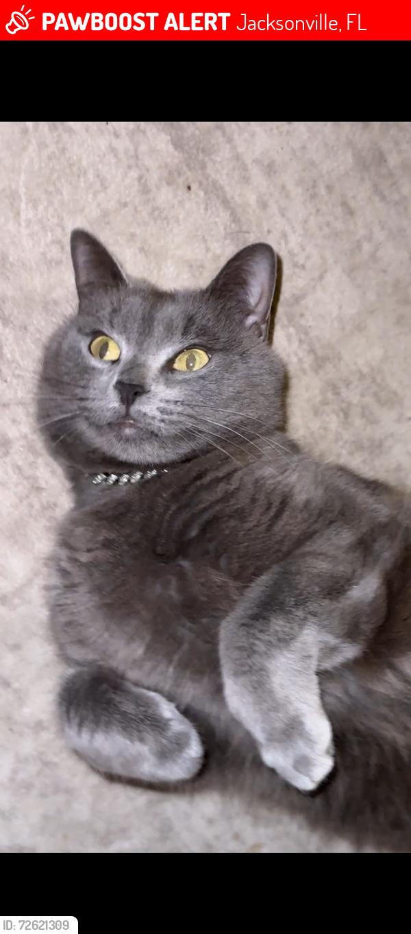 Lost Female Cat last seen Brookwater drive Jacksonville FL, Jacksonville, FL 32256