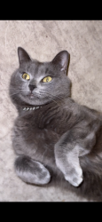 Lost Female Cat last seen Brookwater drive Jacksonville FL, Jacksonville, FL 32256