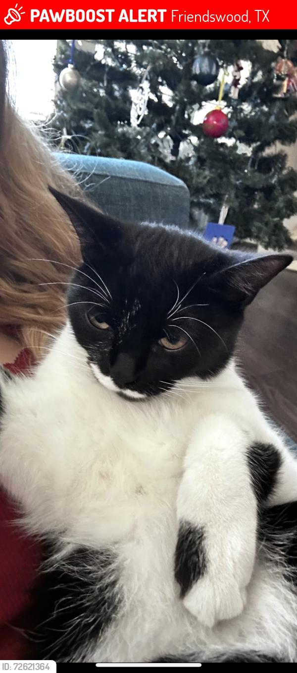 Lost Female Cat last seen Near longwood glen lane, Friendswood, TX 77546
