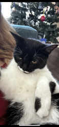 Lost Female Cat last seen Near longwood glen lane, Friendswood, TX 77546