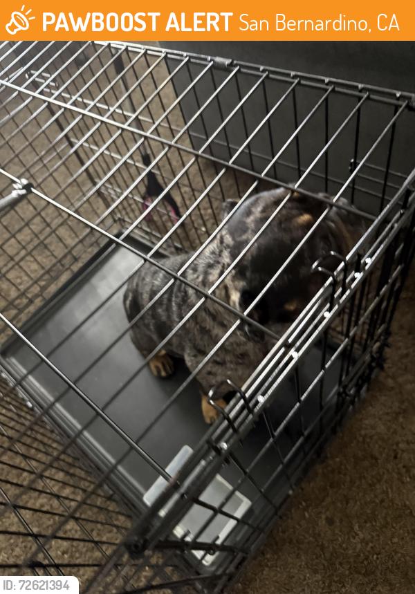Found/Stray Male Dog last seen Near East 40th street, San Bernardino, CA 92401