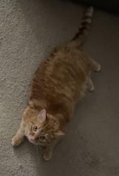 Lost Male Cat last seen E Waco Pl, 4th Ave, Broken Arrow, OK 74011